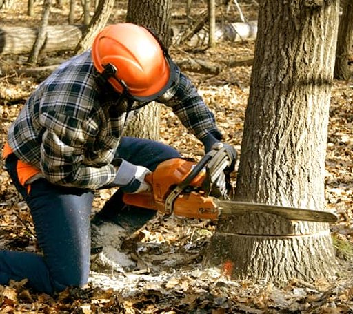 Tree Removal in Penrose, NC